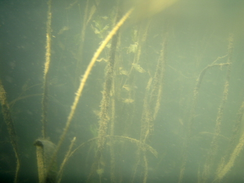 Grasses Restoration