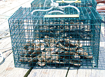 Oyster Gardening