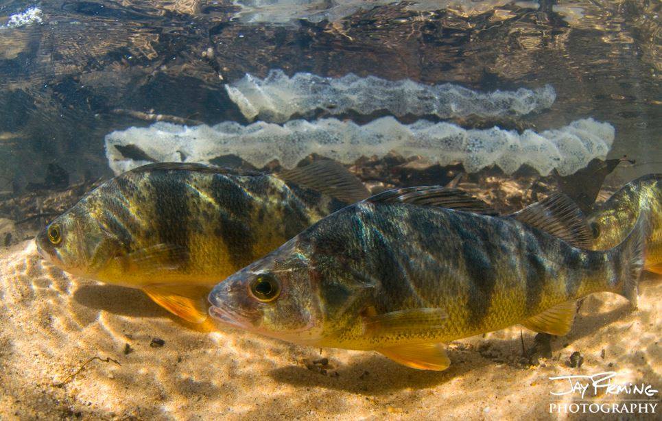 Yellow Perch Study